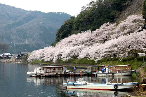 海津大崎の桜