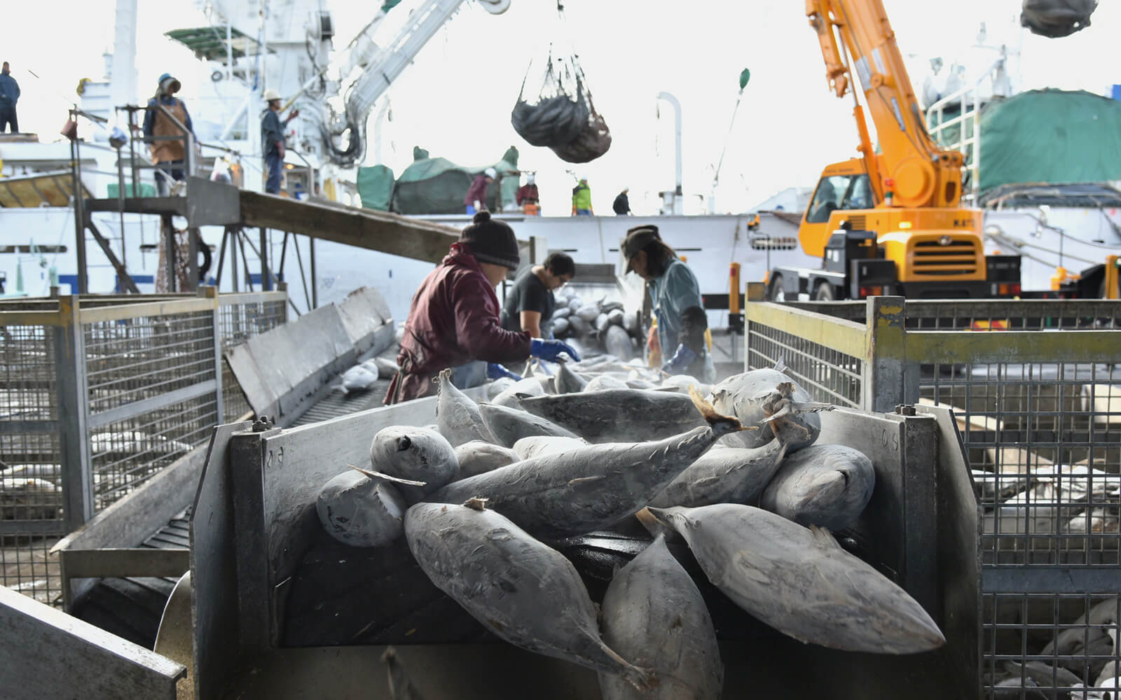 水揚げされた大量の鰹が50におよぶかつお節工場で加工されていく